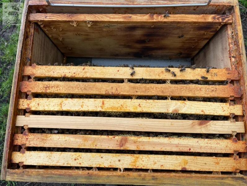 propolis_on_sides_of_frames