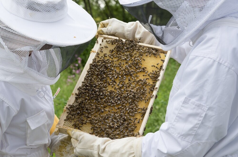 beekeeping for beginners