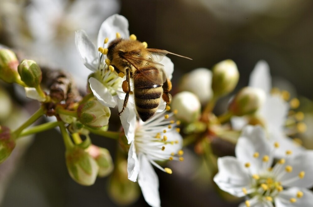 Honey bee collecting nectar