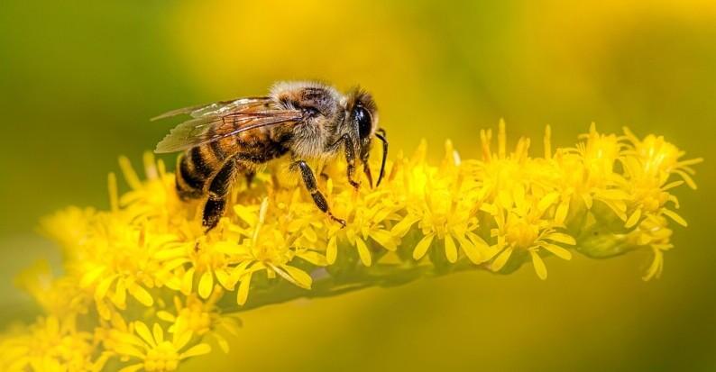 honey benefits
