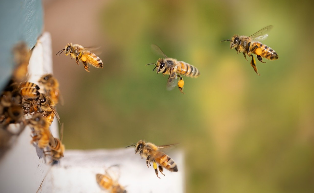 honey bees with pollen flying to beehive