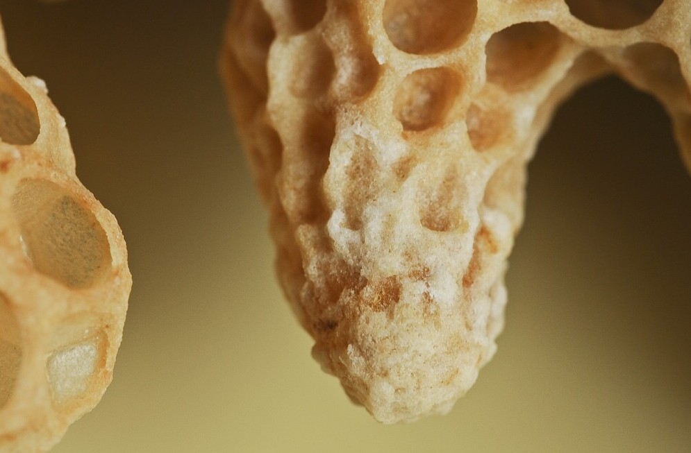 queen bee cell with royal jelly