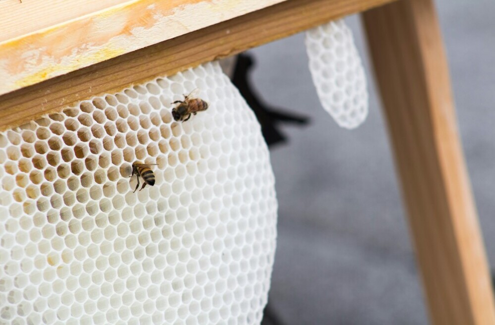 bee wax