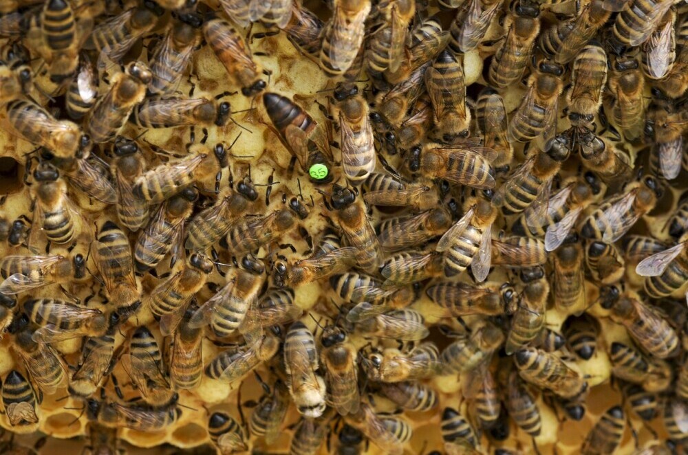 honey bee_ queen bee