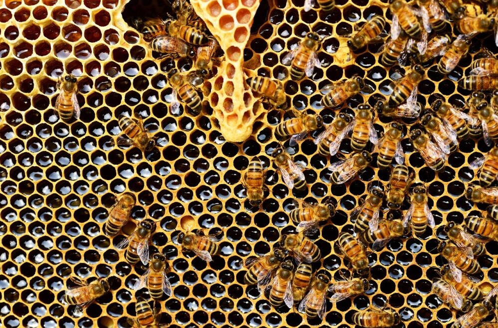 honey bee queen cell