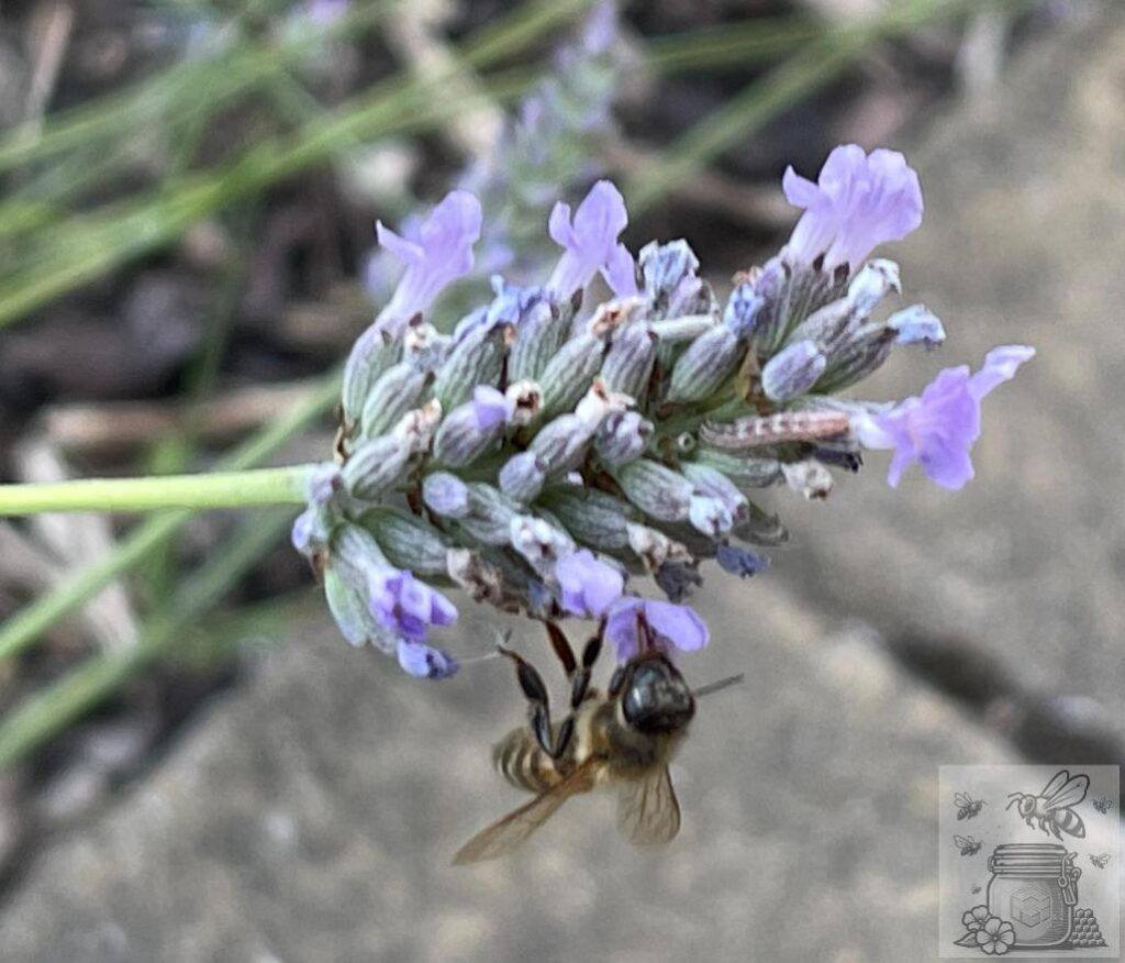 Mediterranean honey