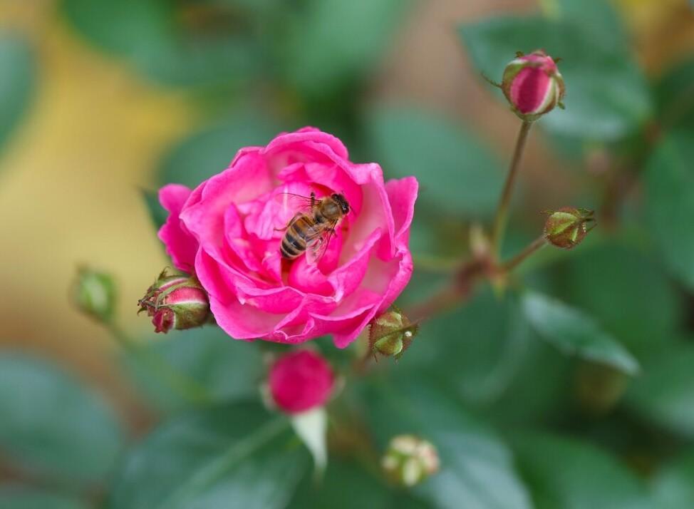 honey bee on a rose