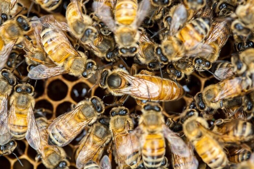 honey_bee_colony_with_queen