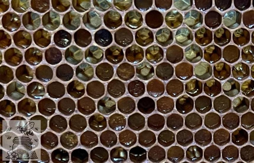 bee_bread_in_comb_cells
