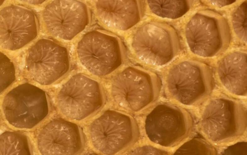 honey_bee_growing_lavae_in_royal_jelly
