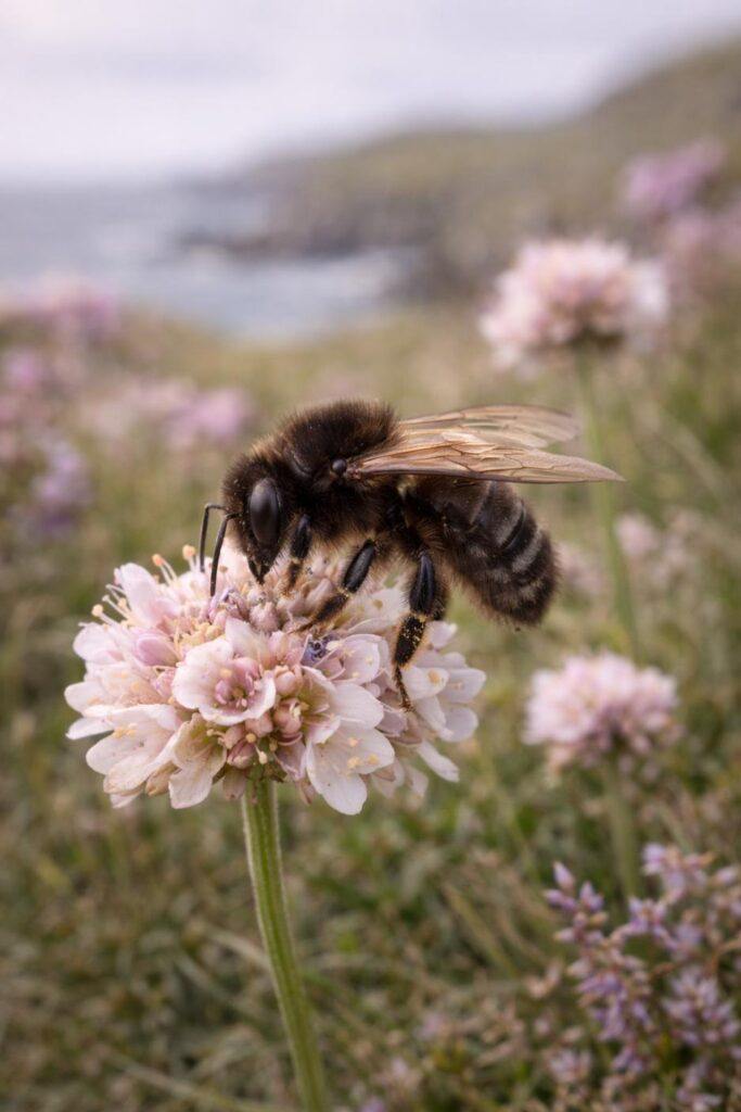 black_bee_of_colonsay