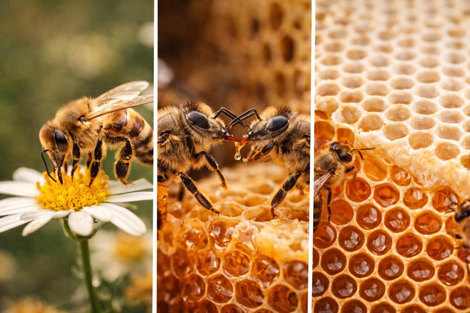 The journey of honey production